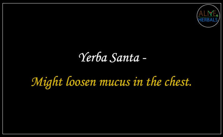 Yerba Santa - Buy from the natural herb store