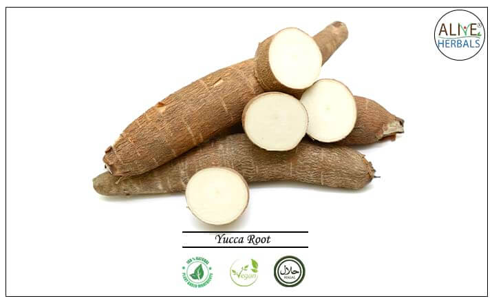 Yucca Root - Buy from the health food store