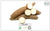 Yucca Root - Buy from the health food store