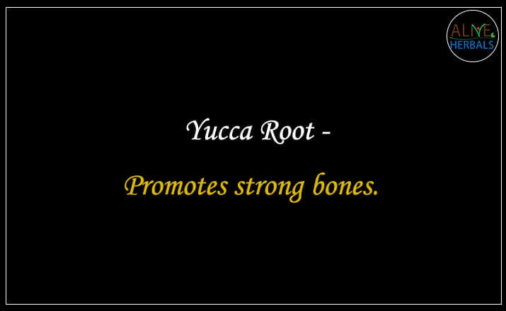 Yucca Root - Buy from the online herbal store