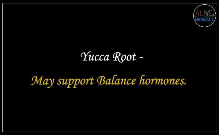 Yucca Root- Buy from the natural health food store