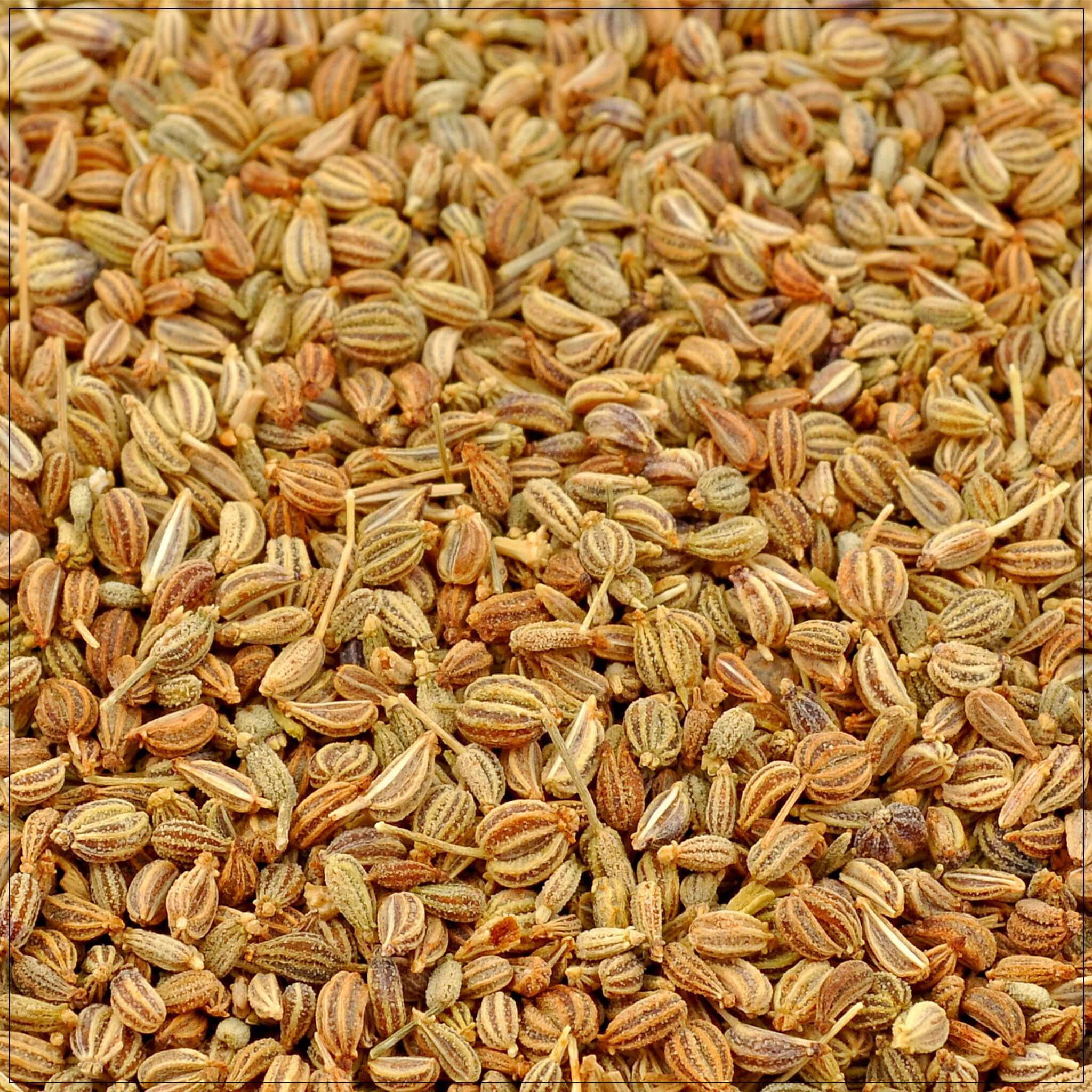 ajwain seeds plant Ajwain Seeds