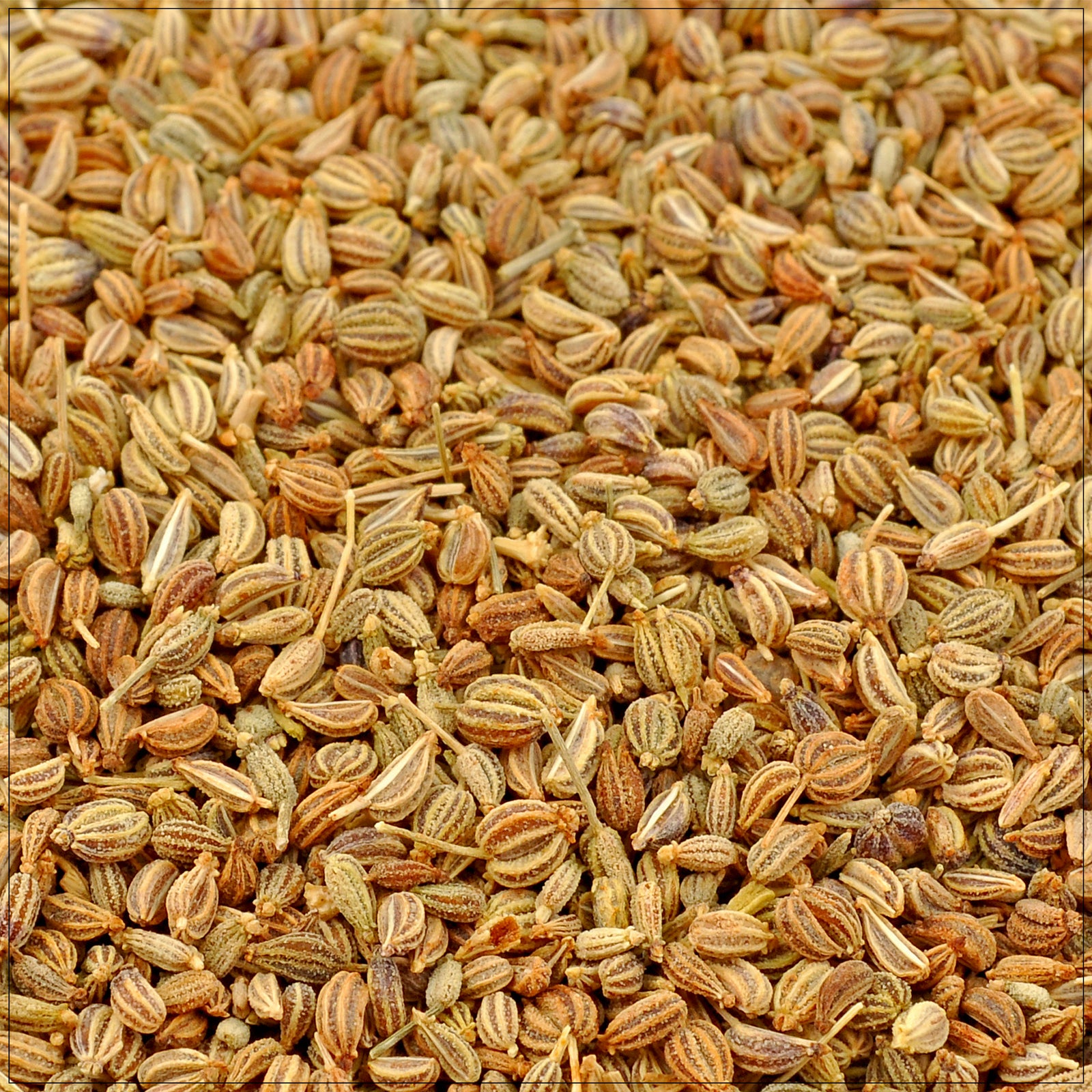 Ajwain Seeds - Natural, aromatic seeds ideal for cooking and health benefits.