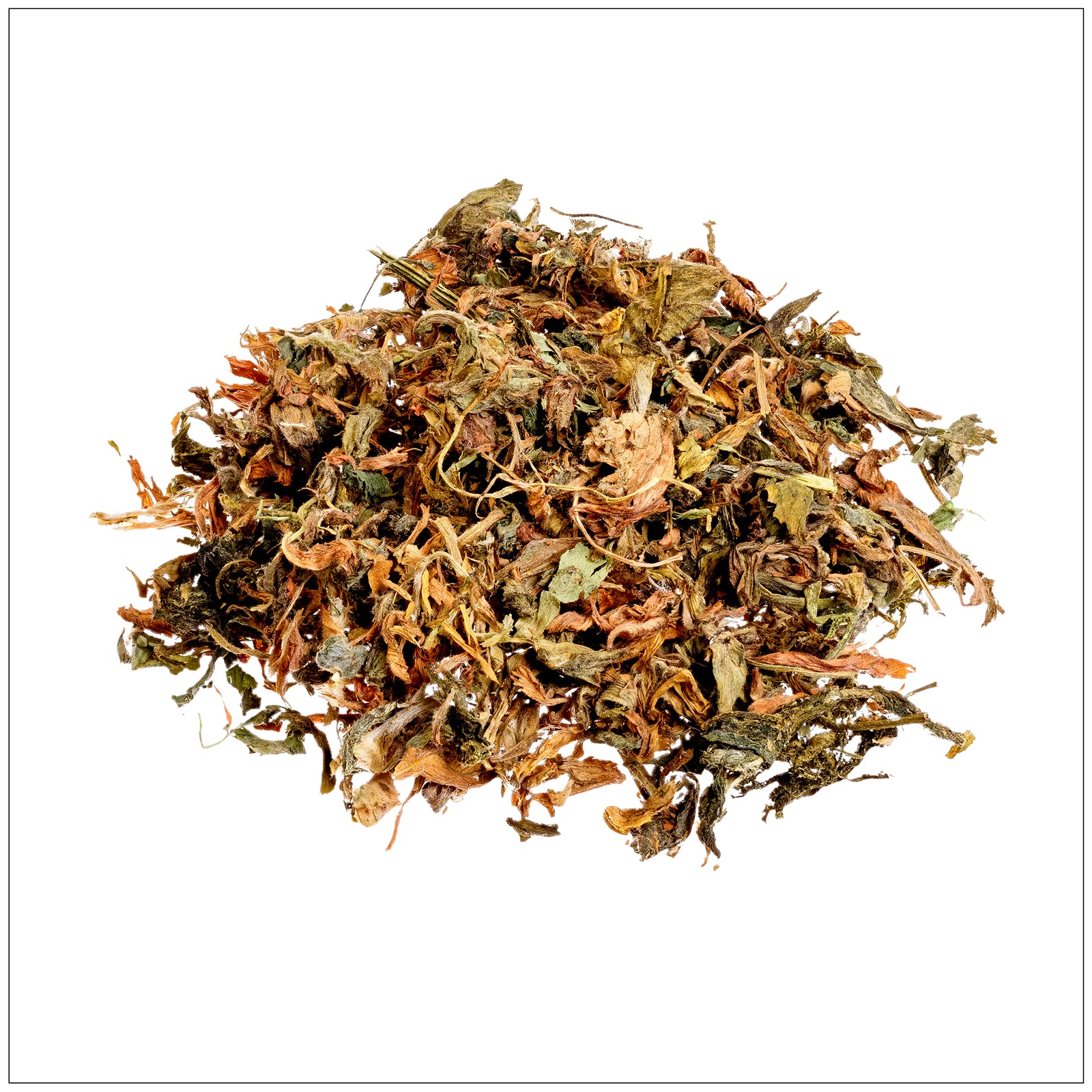 Fresh green alfalfa leaf close-up, ideal for herbal supplements, nutrition, and natural health benefits.
