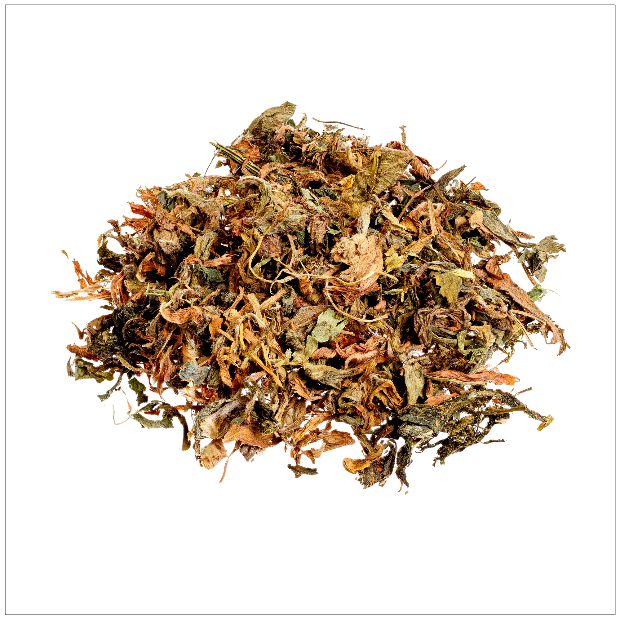 Fresh green alfalfa leaf close-up, ideal for herbal supplements, nutrition, and natural health benefits.