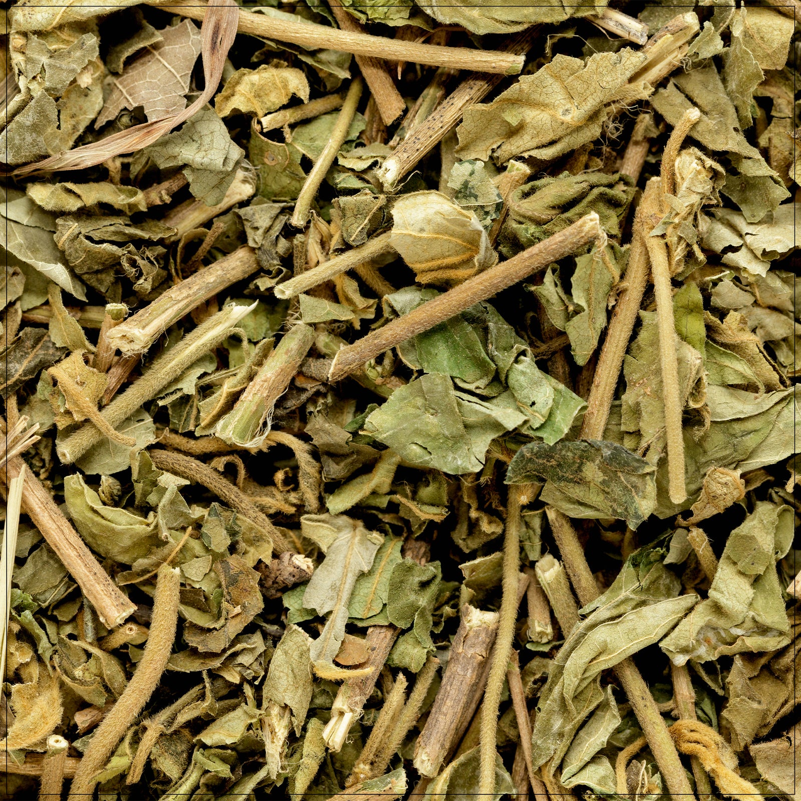 Fresh green Andrographis paniculata leaves used in herbal supplements for immune support.