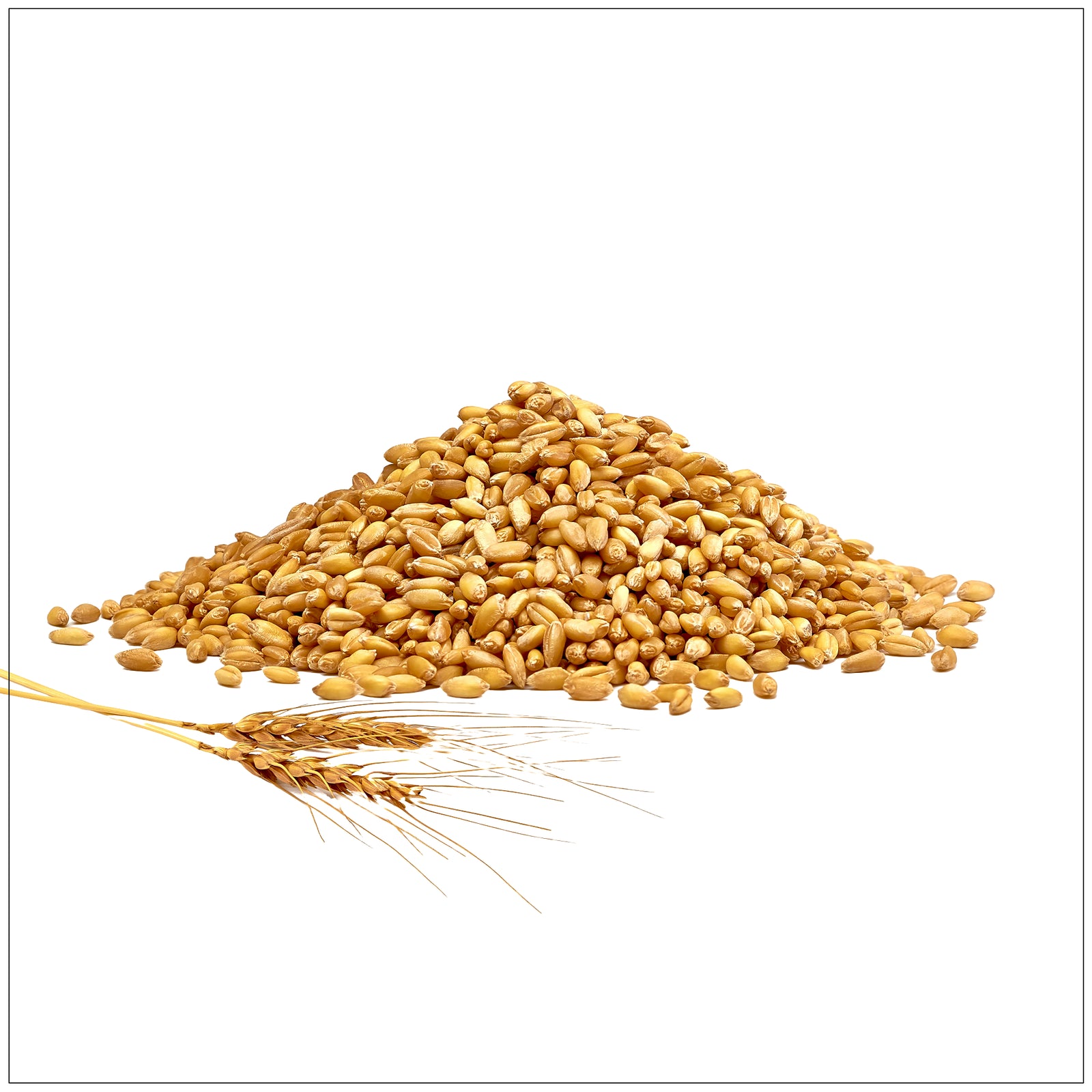 Whole barley grains in a bowl, high in fiber and nutrients, ideal for soups, salads, and healthy meals.