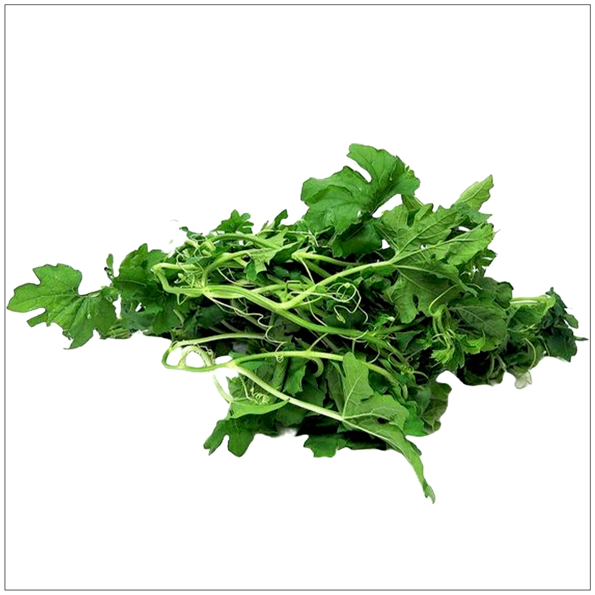 Fresh bitter melon leaves with jagged edges and vibrant green color, used in herbal remedies and Asian cuisine.