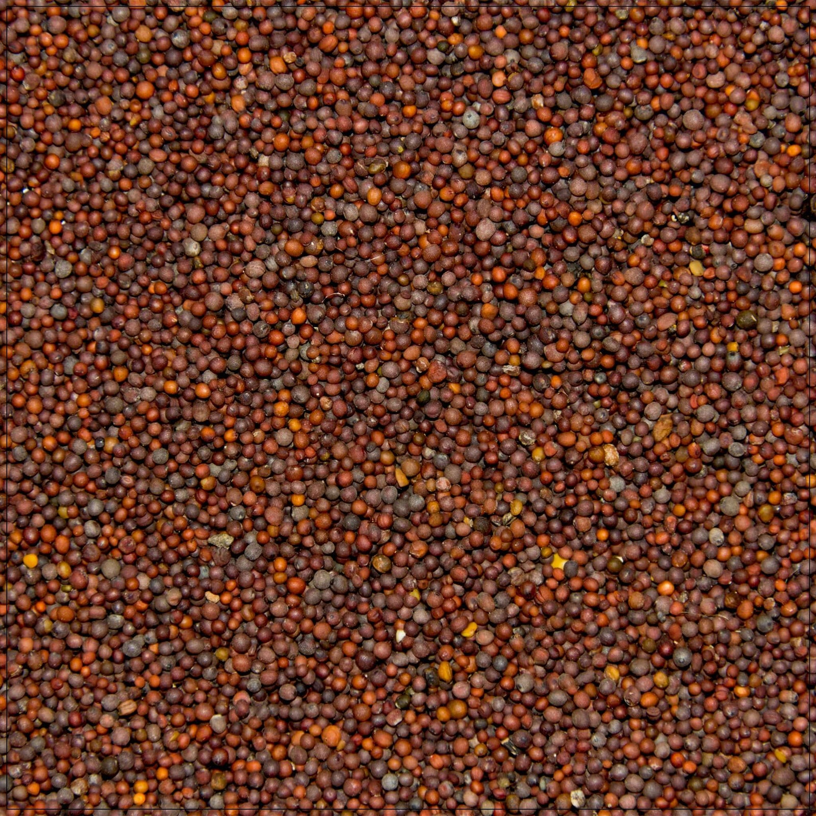Black mustard seeds are a healthy spice used in cooking, rich in antioxidants and nutrients, available in the USA. Perfect for adding flavor and health benefits to various dishes.
