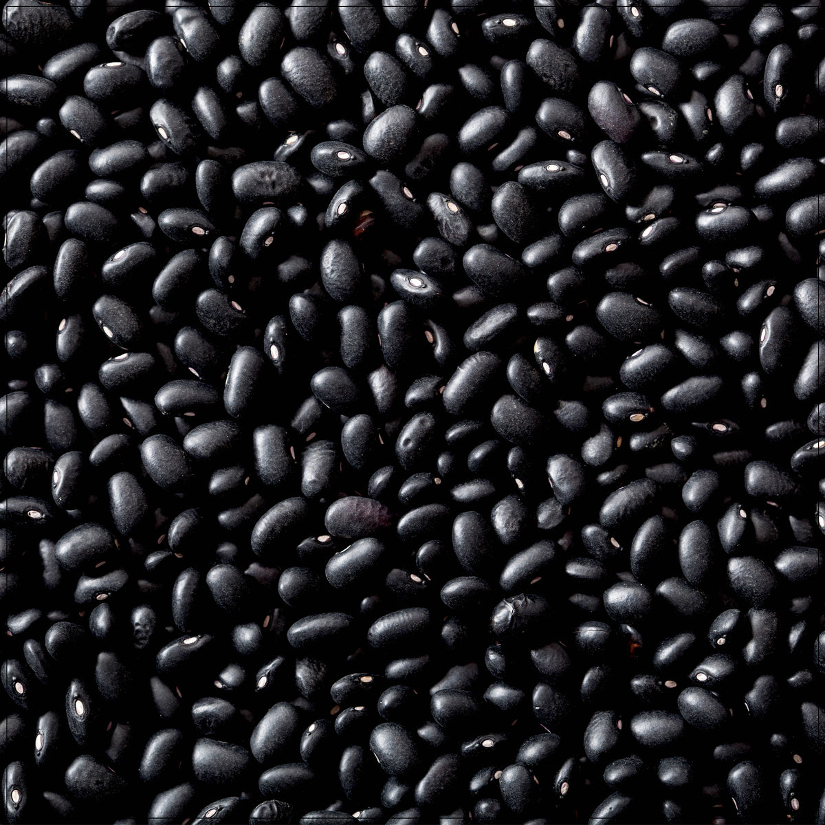 black turtle beans rich in protein and fiber, perfect for soups, stews, and healthy meals.