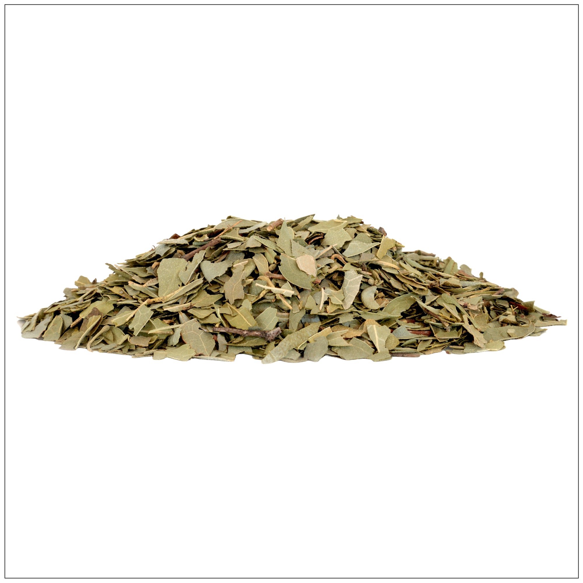 Close-up of fresh Boldo leaves used in herbal remedies and traditional digestive health treatments.