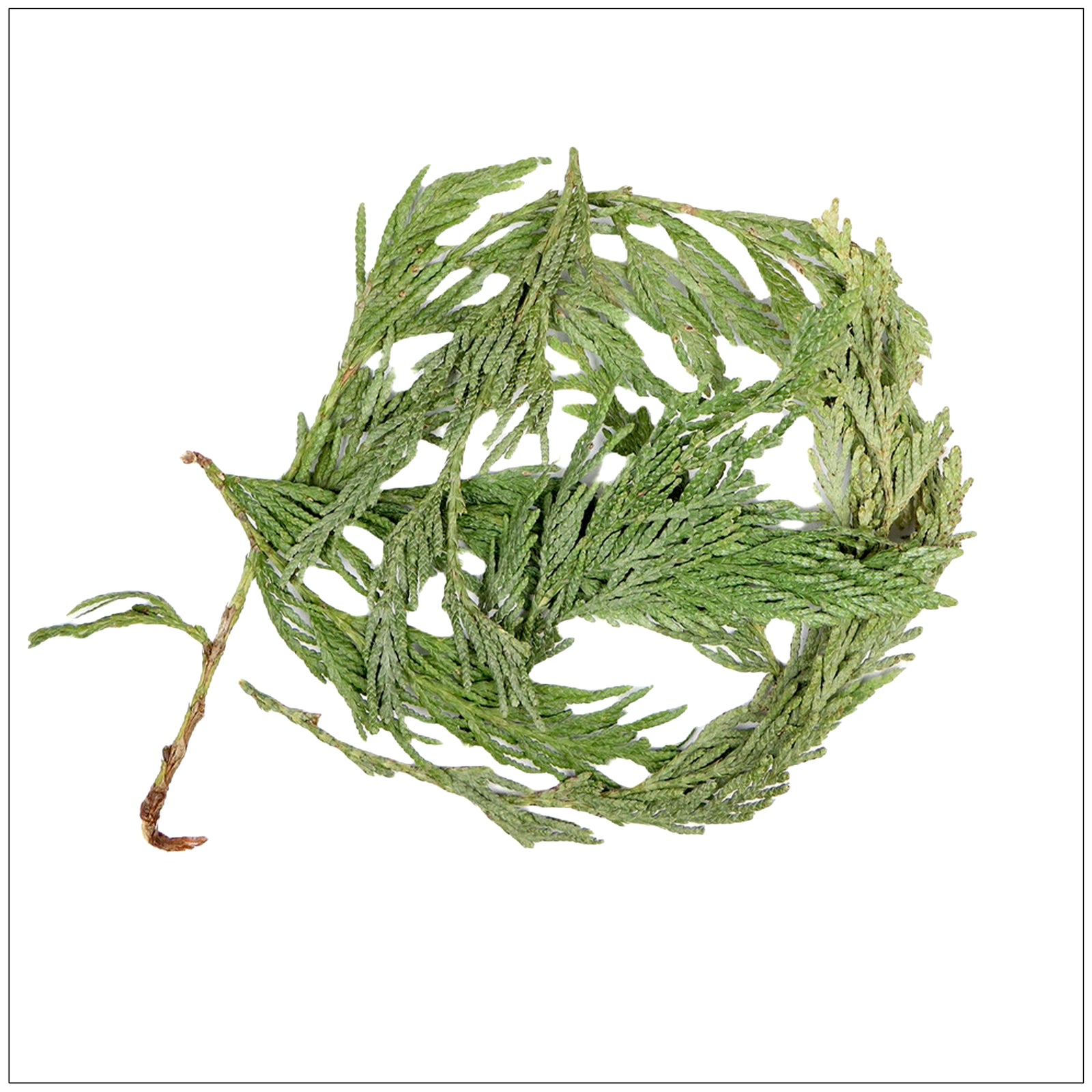 Fresh cedar tips harvested from Pacific Northwest trees, perfect for teas, crafts, and natural remedies.