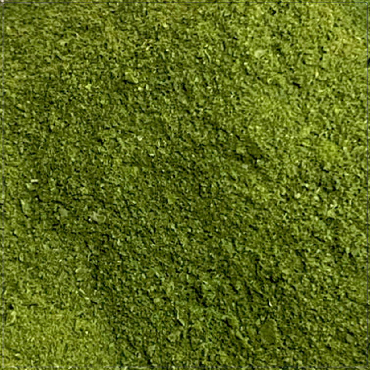 Chlorophyll powder in a spoon is rich in antioxidants and detox support for a natural energy boost.