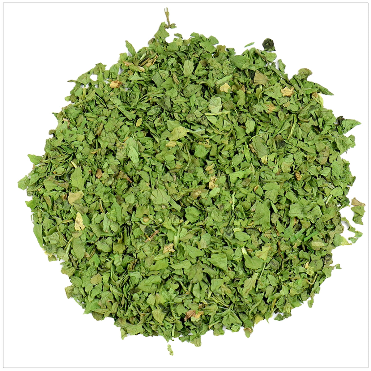 Fresh green cilantro leaves—buy from the health food store in the USA - Alive Herbals