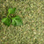 Fresh green cilantro leaves with vibrant color, ideal for garnishing and enhancing flavor in recipes.