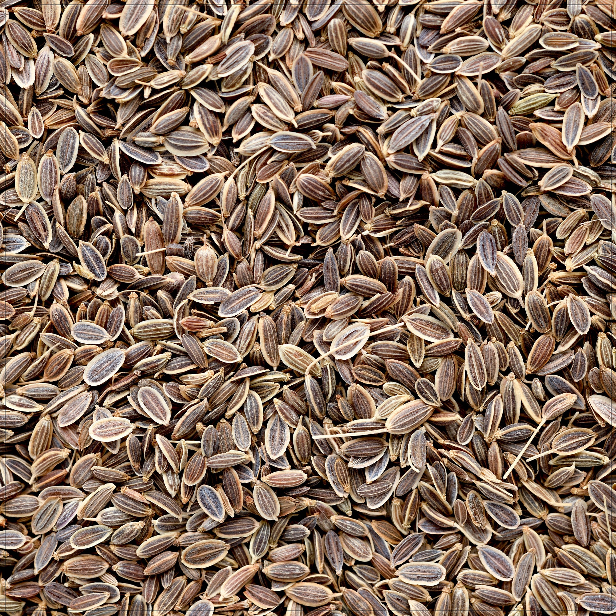 Organic Dill Seeds for Planting, High-Quality Herb Seeds for Garden in the USA