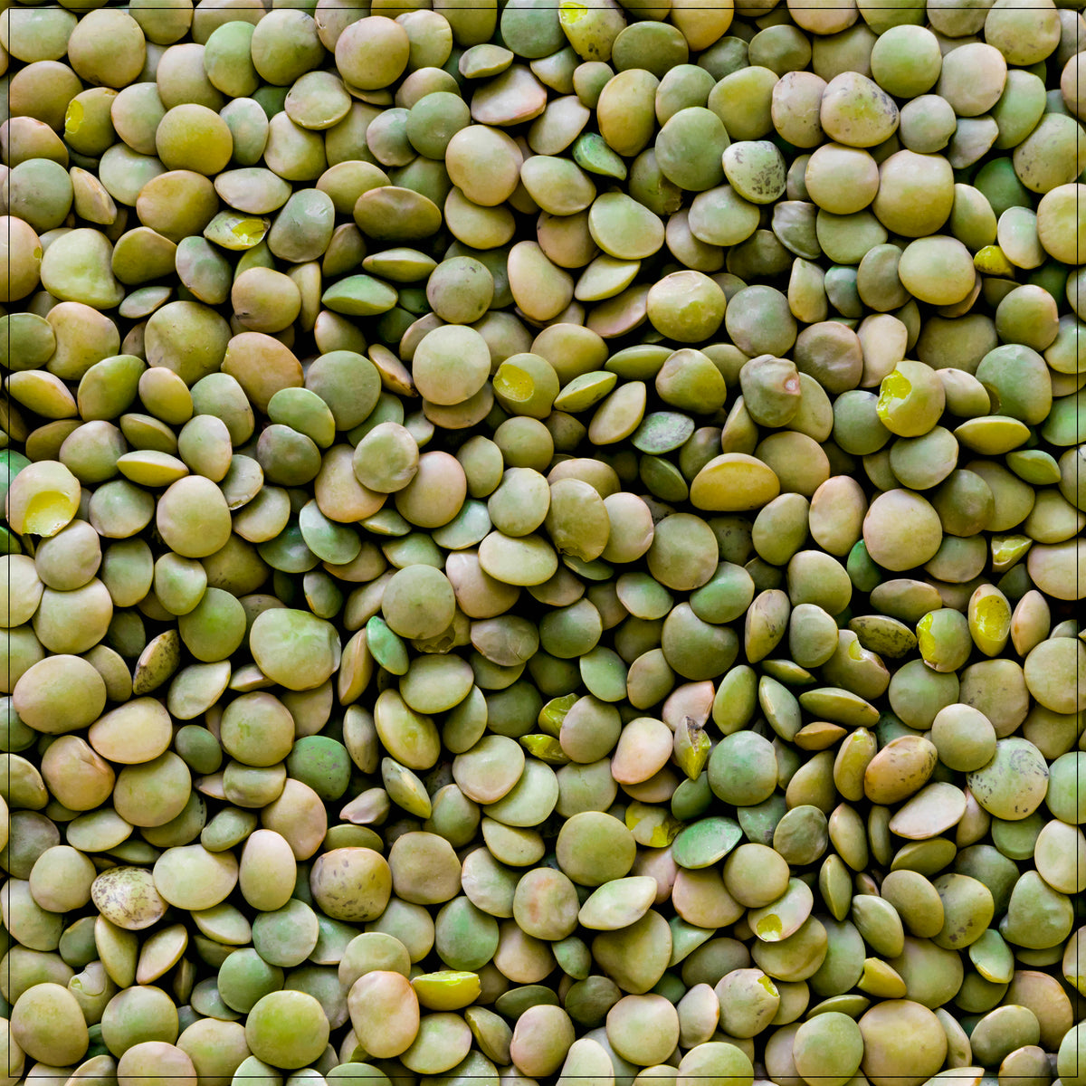 A close-up of organic French green lentils, showcasing their smooth, speckled green surface with subtle blue-grey hues, perfect for soups, salads, and side dishes