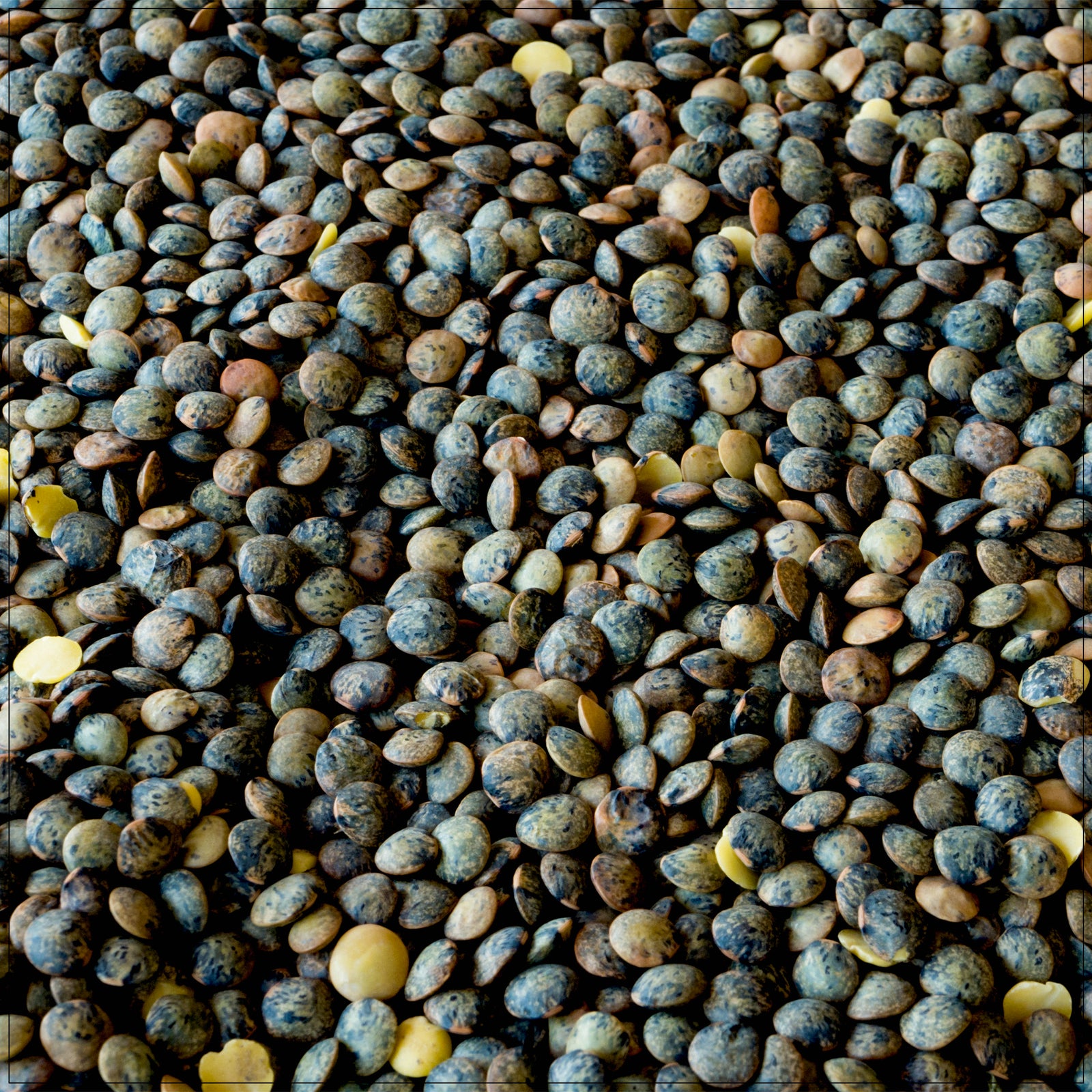 French lentils – protein-rich, earthy flavor, perfect for soups, salads, and healthy meals.