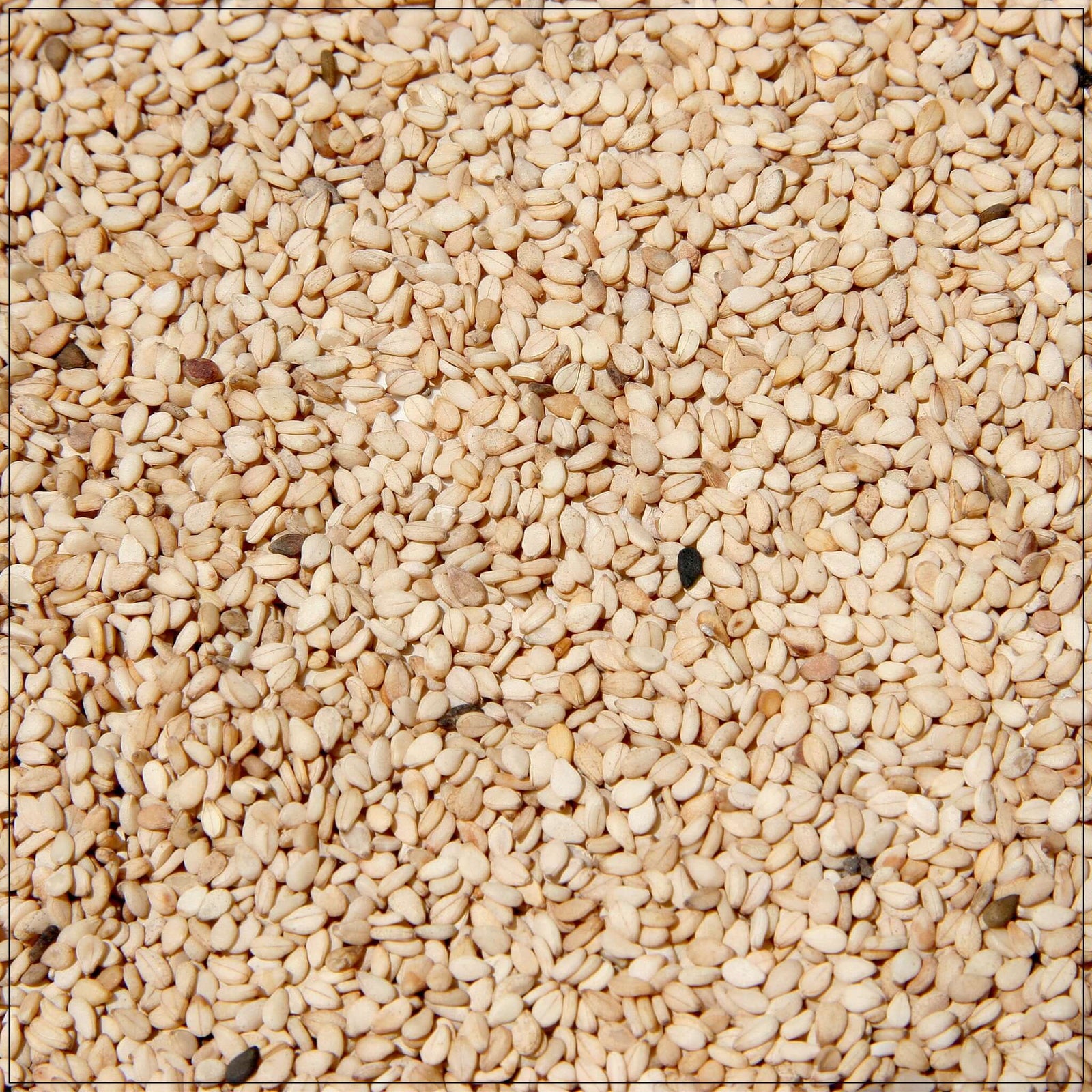Premium Hulled Sesame Seeds - High-Quality, Versatile Ingredient for Cooking, Baking, and Healthy Recipes in the USA