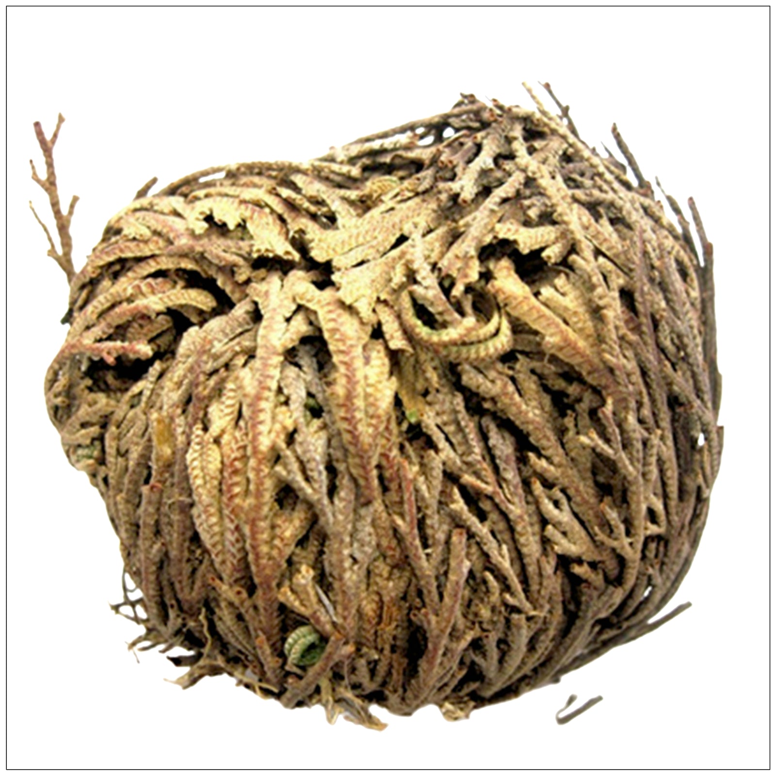 Dried Jericho Flower unfurling in water, symbolizing rebirth, resilience, and natural wonder.