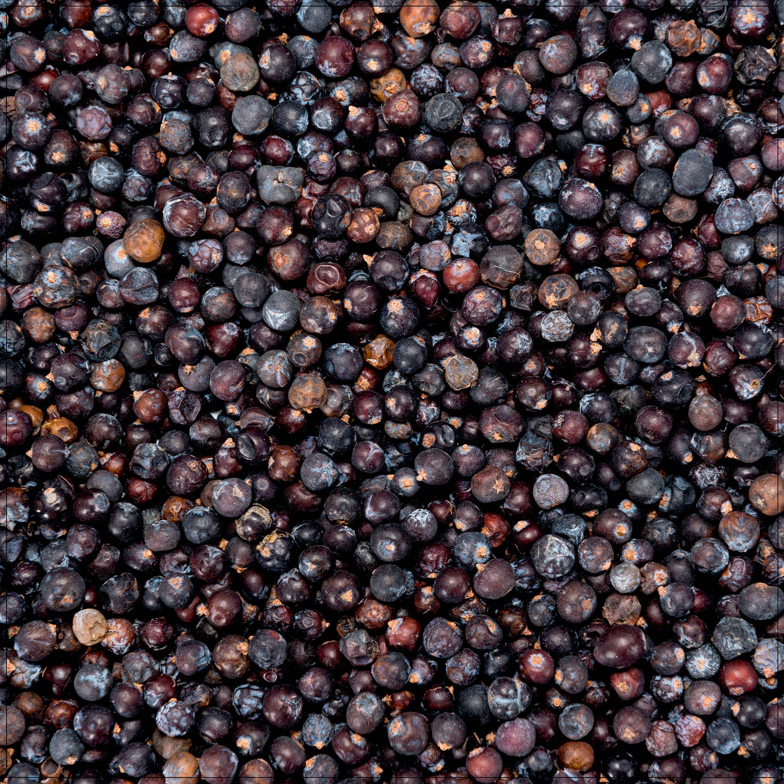 Fresh juniper berries on a rustic wooden table, commonly used for flavoring gin and culinary dishes.