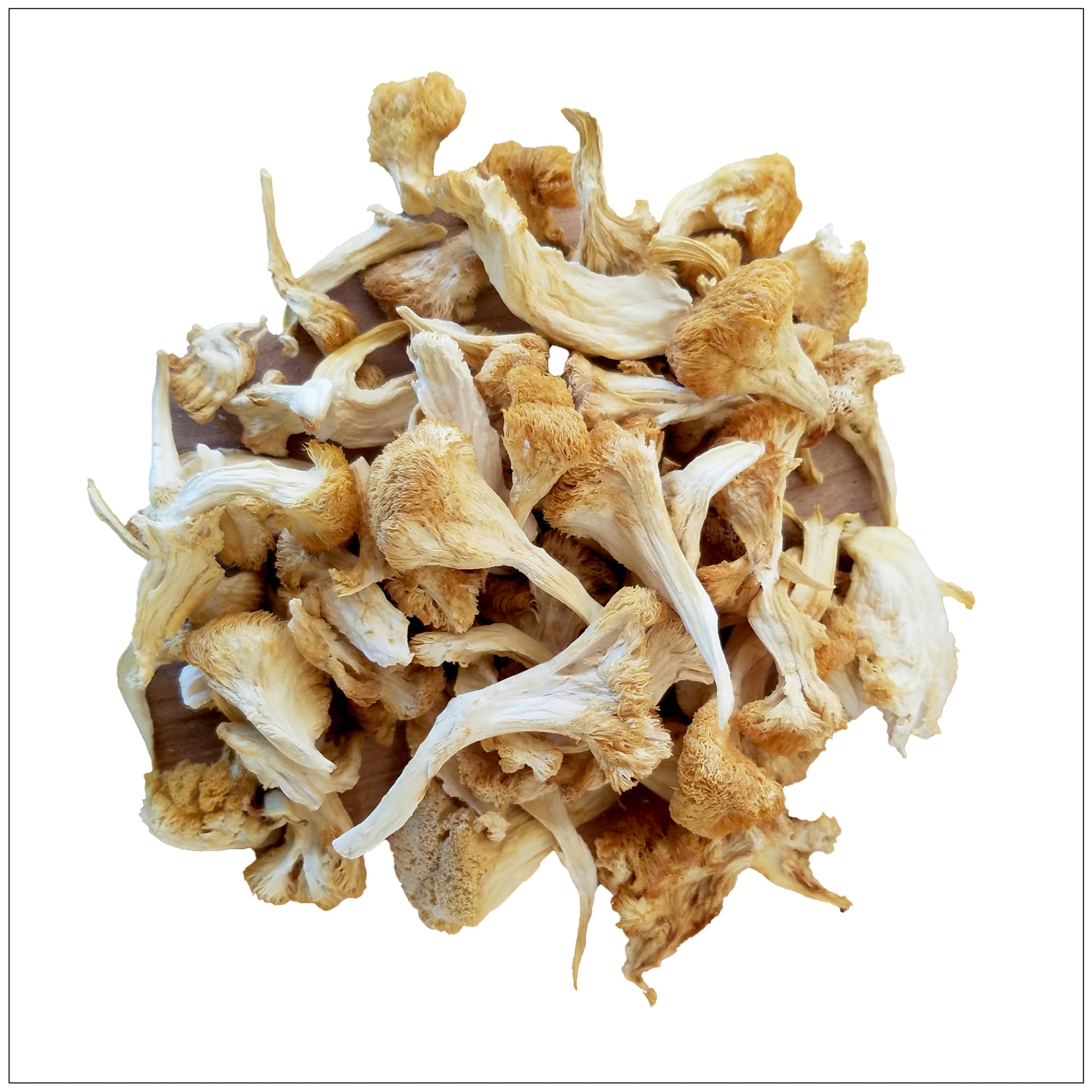Fresh Lion’s Mane mushroom with shaggy white spines, ideal for cooking or natural brain health support.