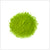 Matcha tea buy from the helath food store in the USA - Alive Herbals