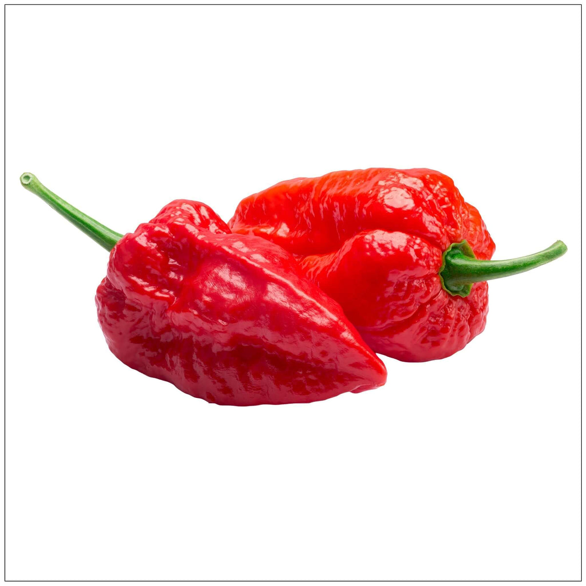 Naga Jolokia Ghost Pepper - Hot and Spicy Chili Pepper for Cooking, Gardening, and Hot Sauce Making in the USA