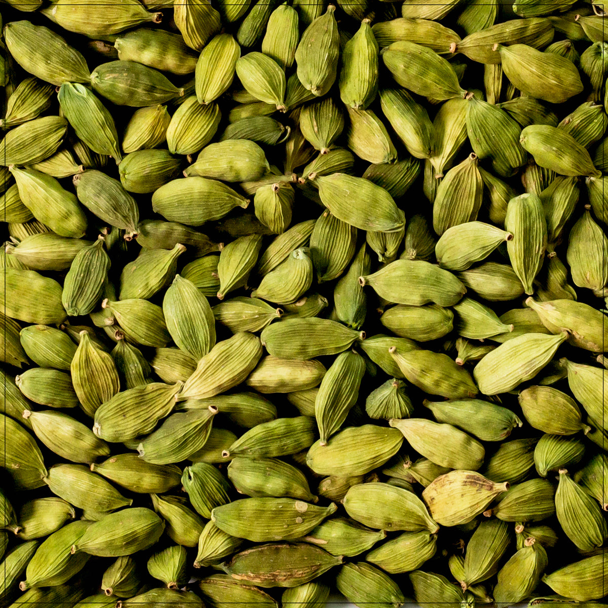 High-quality organic cardamom seeds pods from India, available for purchase in the USA. Fresh and aromatic spices for cooking and wellness.