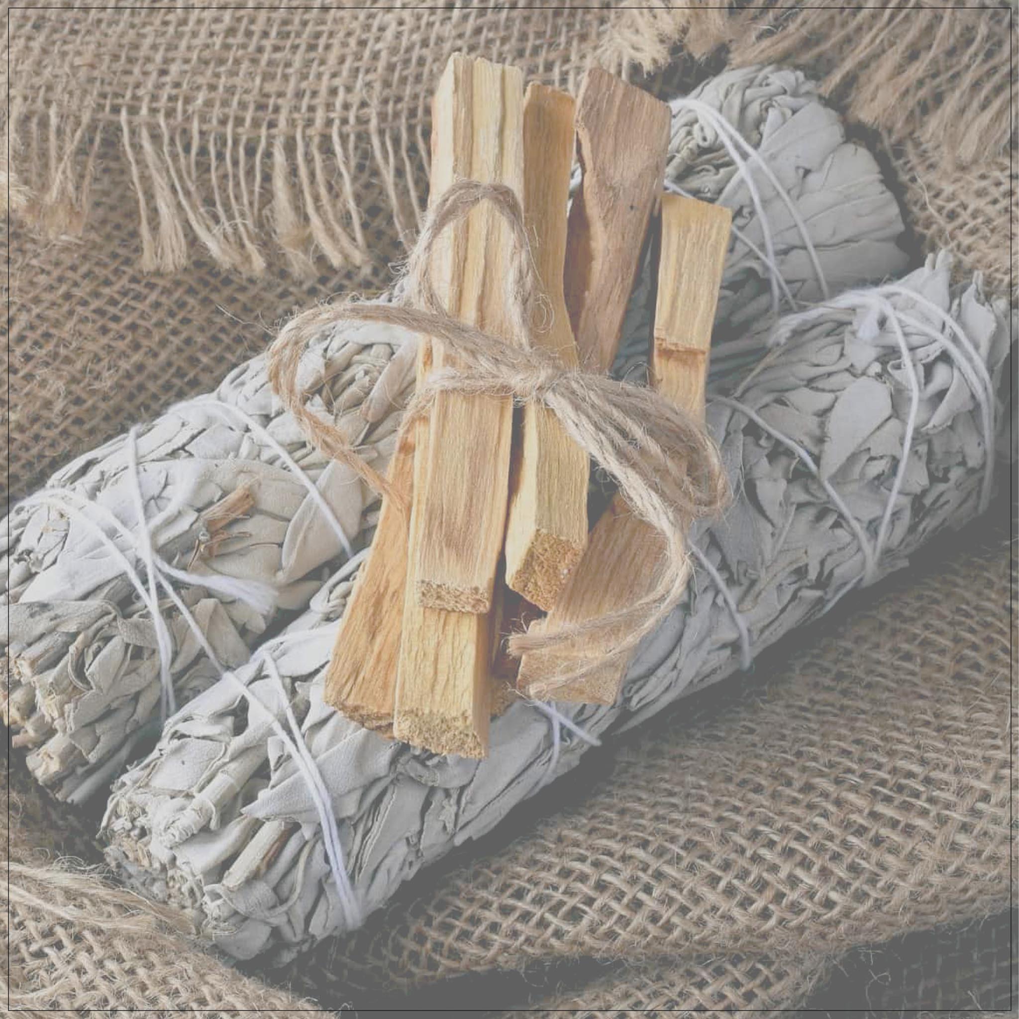 palo santo plant seeds Palo Santo Sage