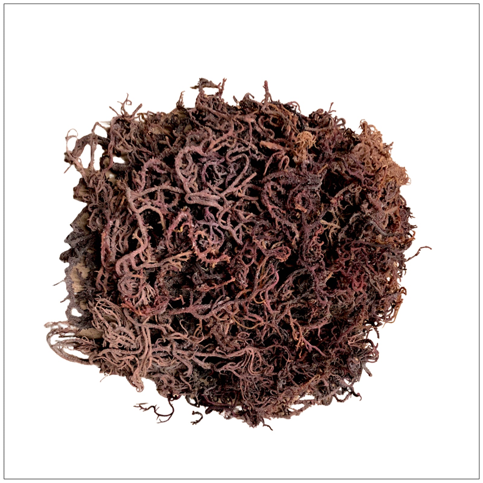 Purple sea moss is rich in minerals and nutrients, ideal for smoothies and wellness support.
