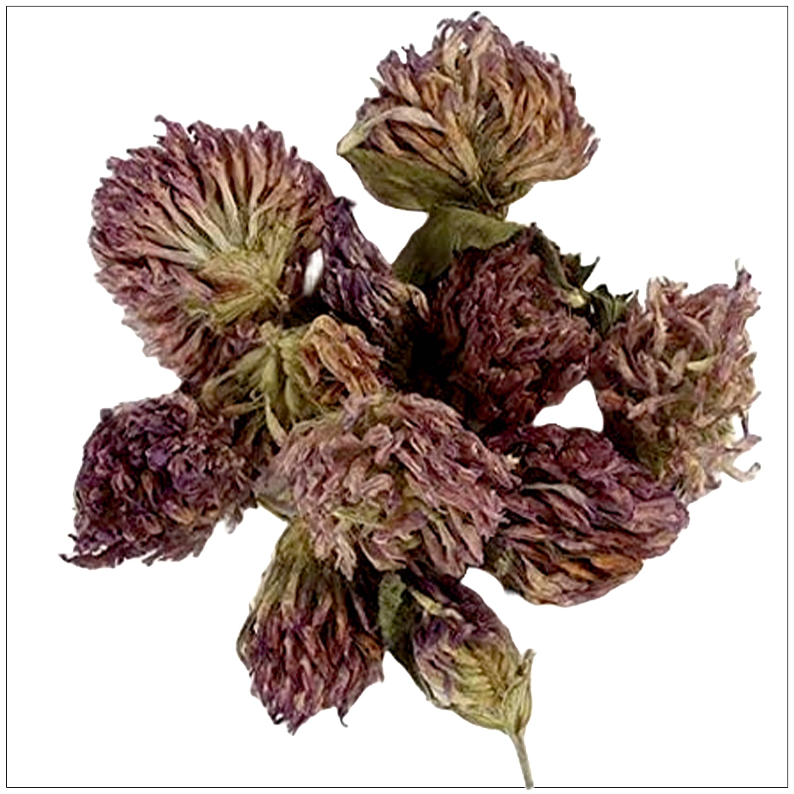 Red clover blossoms in full bloom with vibrant pink petals, commonly used in herbal teas and supplements.