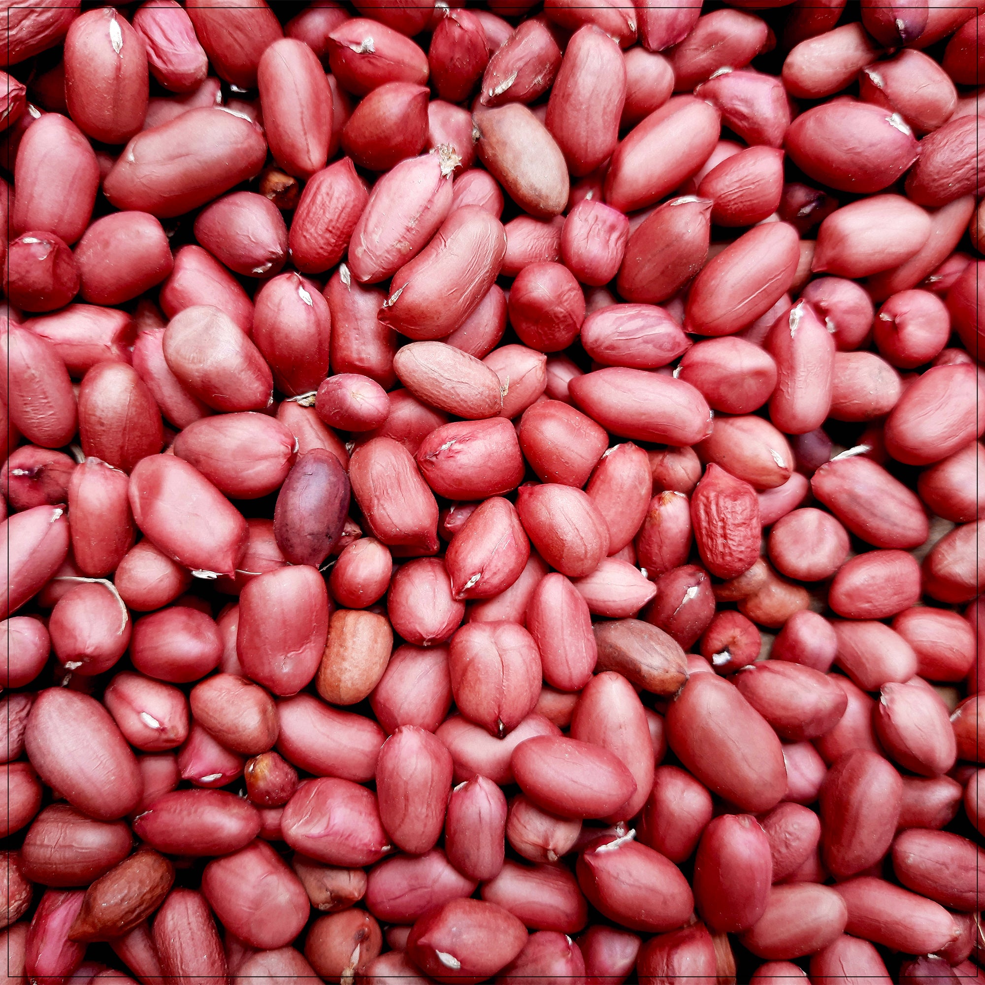 A close-up of raw red skin peanuts, showcasing their vibrant color and smooth texture.