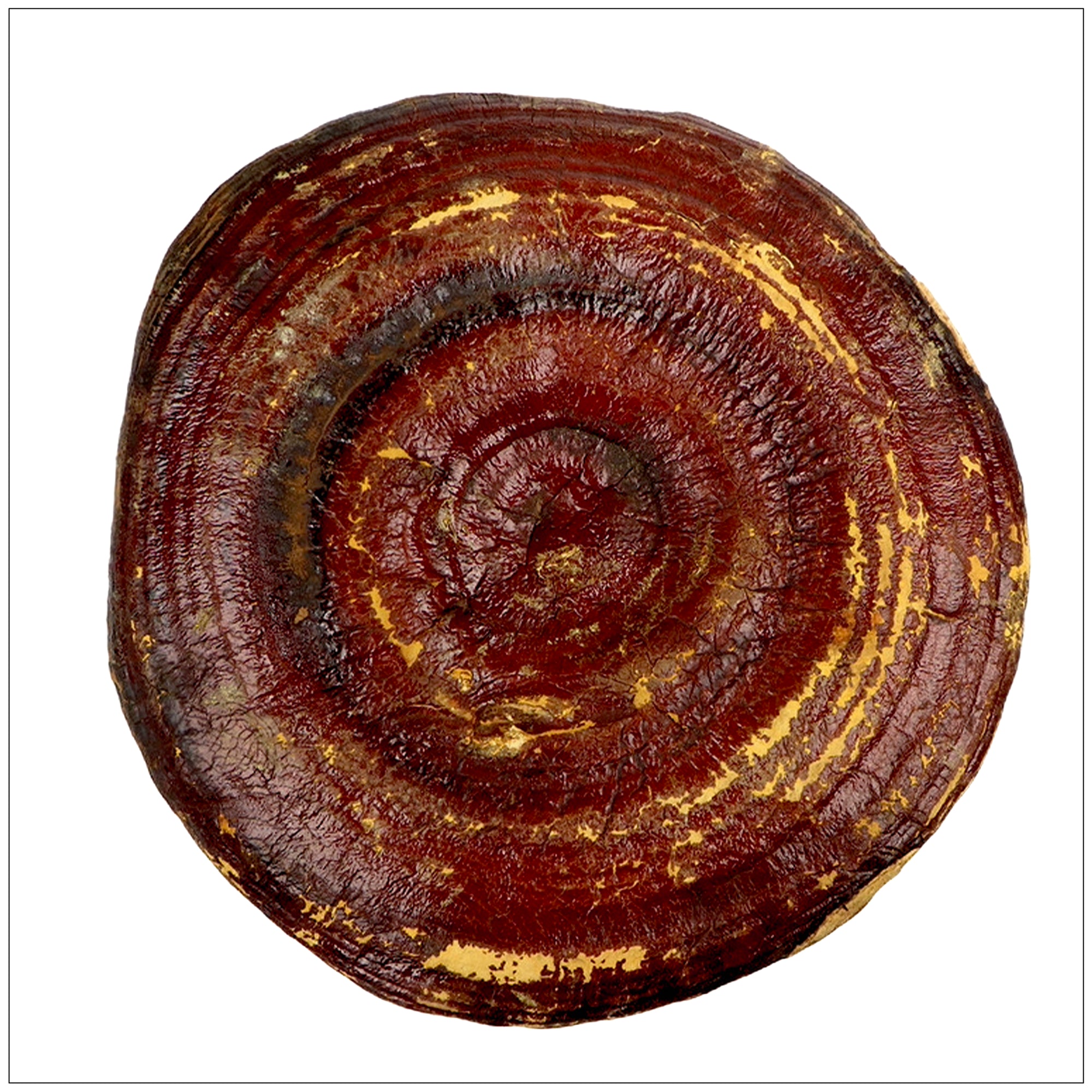 Whole dried Reishi mushroom slices, ideal for teas and holistic wellness support