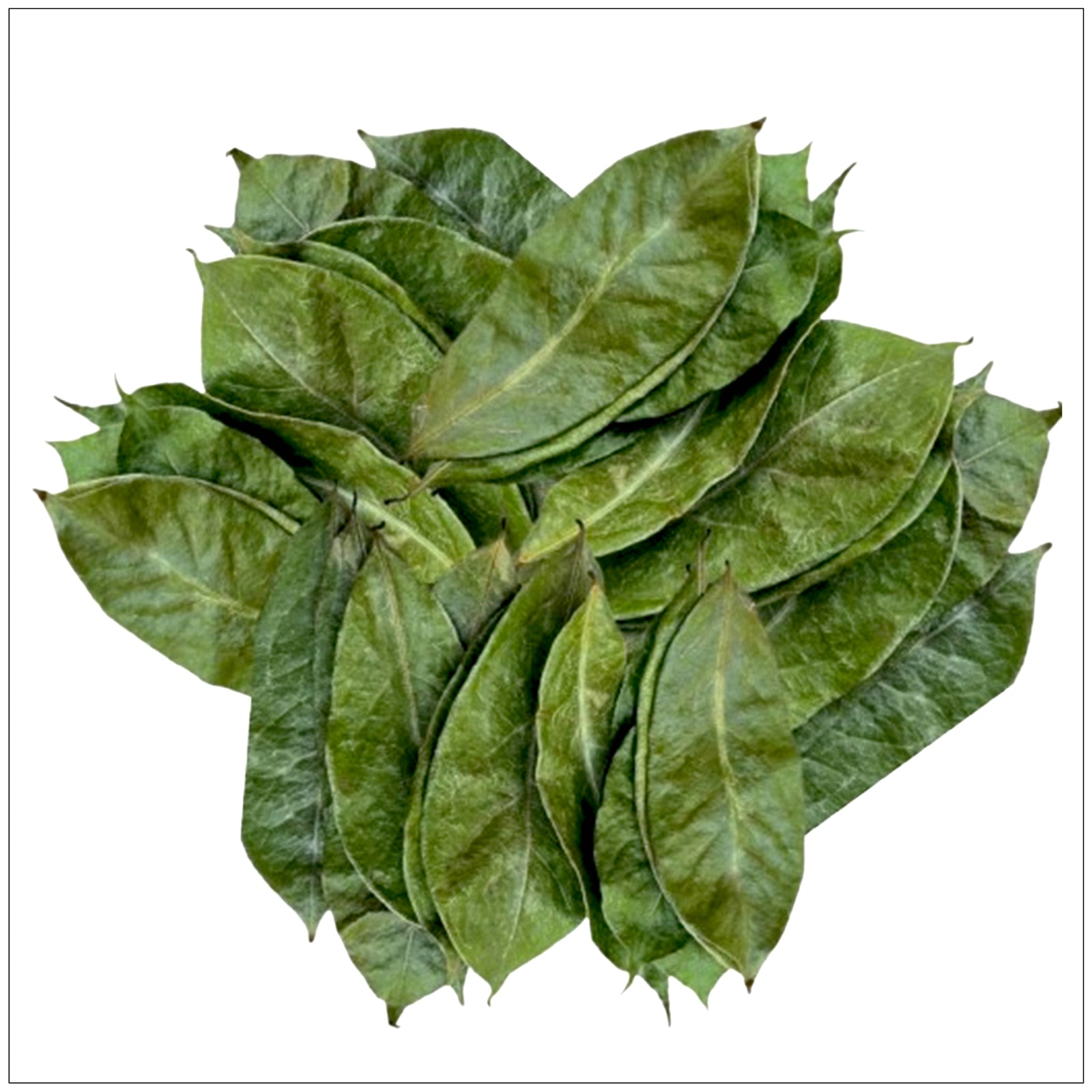 Fresh green soursop leaves are used for herbal tea, known for antioxidant and wellness benefits.