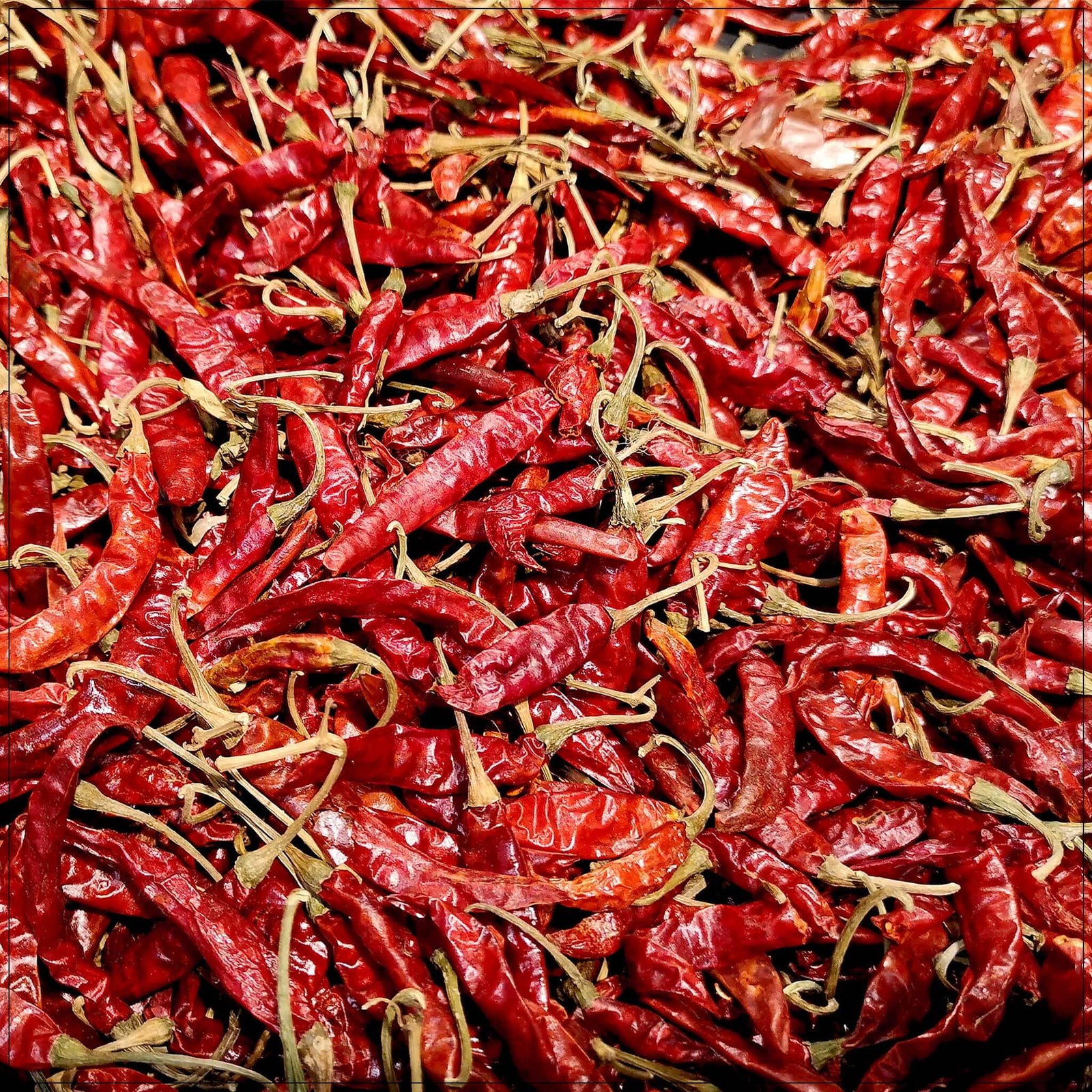 Fresh natural Thai red chili peppers for cooking, spicy recipes, and authentic Thai cuisine available in the USA