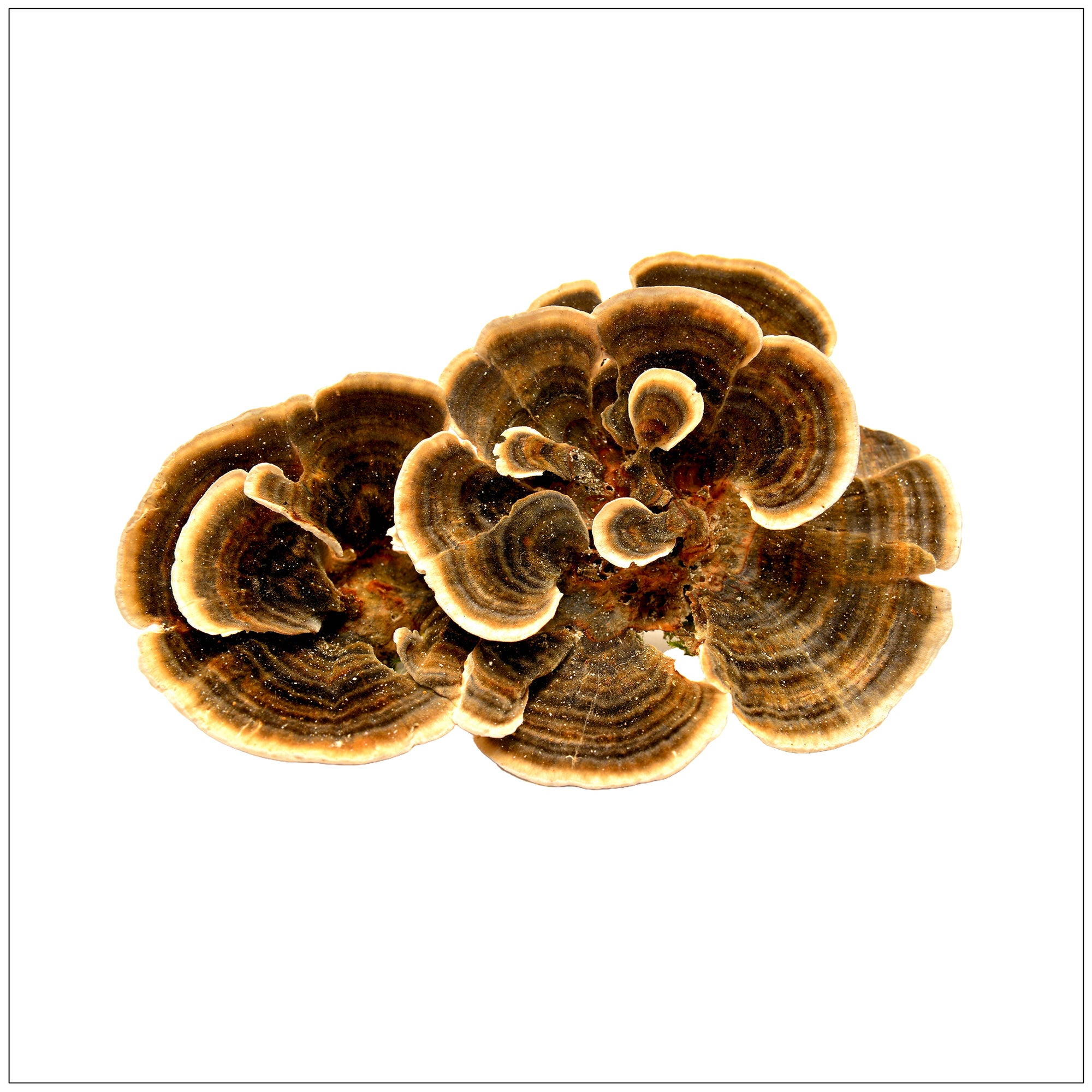 Close-up of wild Turkey Tail mushroom with vibrant, multicolored bands on a forest log.