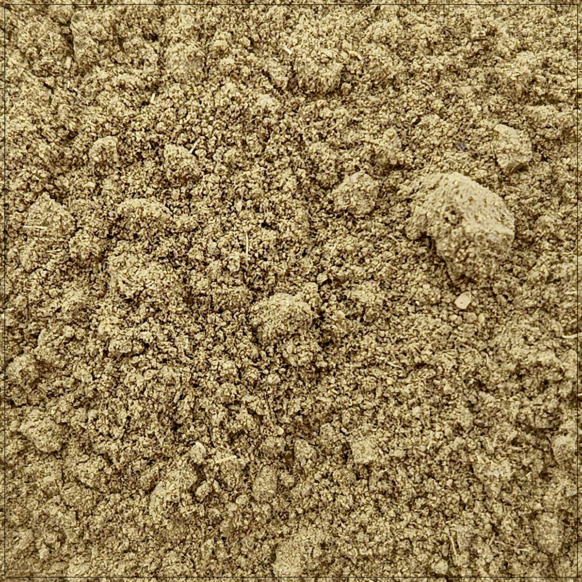 Finely ground Uva Ursi powder in a wooden bowl, used in herbal wellness and urinary health support