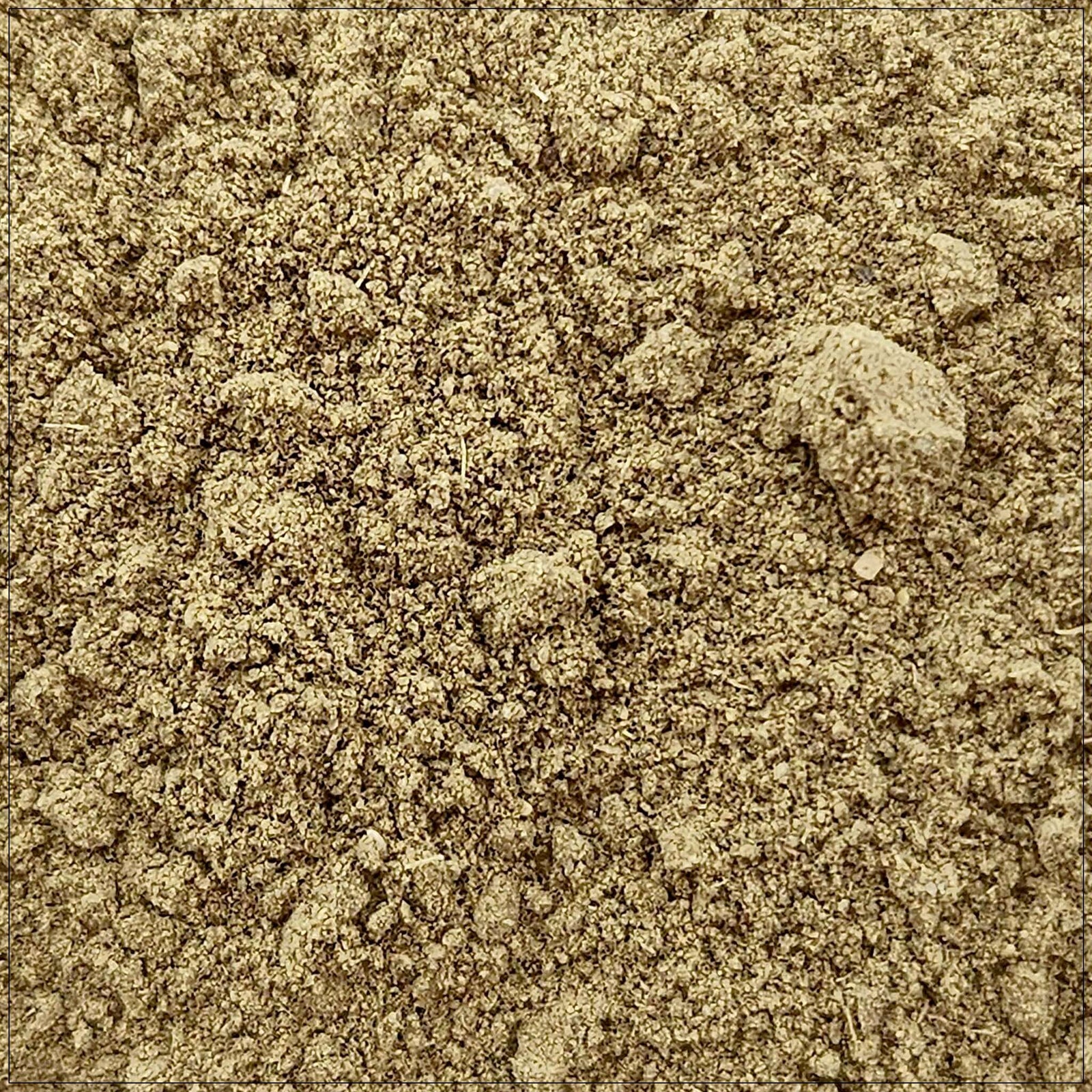 Finely ground Uva Ursi powder in a wooden bowl, used in herbal wellness and urinary health support