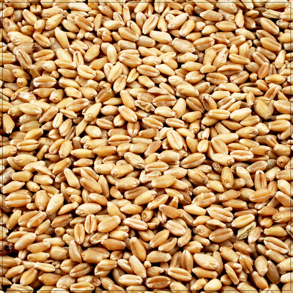 Whole grain wheat berries in a bowl, rich in fiber and nutrients, ideal for salads and hearty recipes.