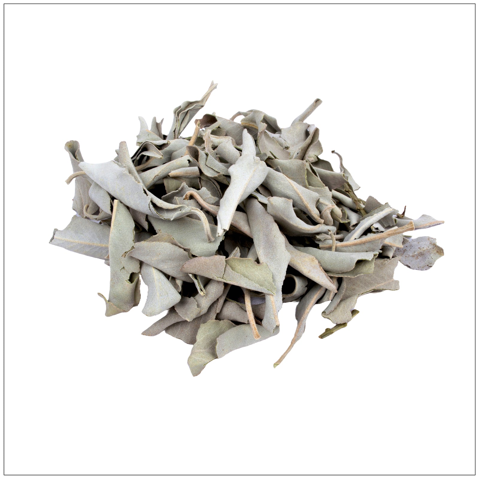 Dried white sage leaves for smudging, cleansing rituals, and natural aromatherapy practices.