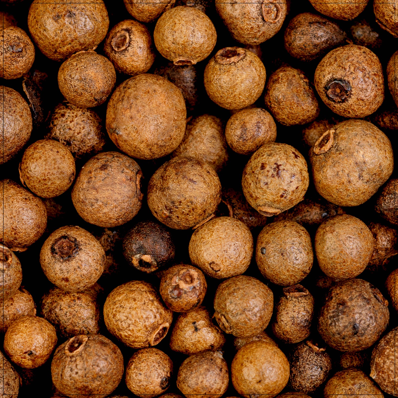 Whole Allspice Berries - Organic and Fresh - Pure Spice for Cooking and Baking in the USA - High-Quality Allspice