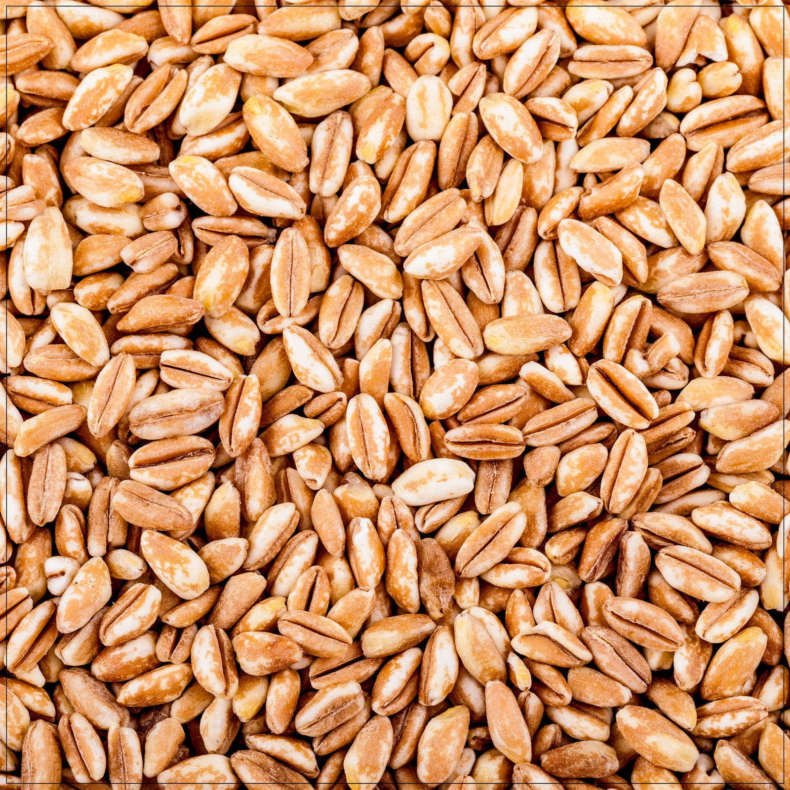 Nutty and hearty whole grain farro, perfect for salads, soups, and healthy side dishes.