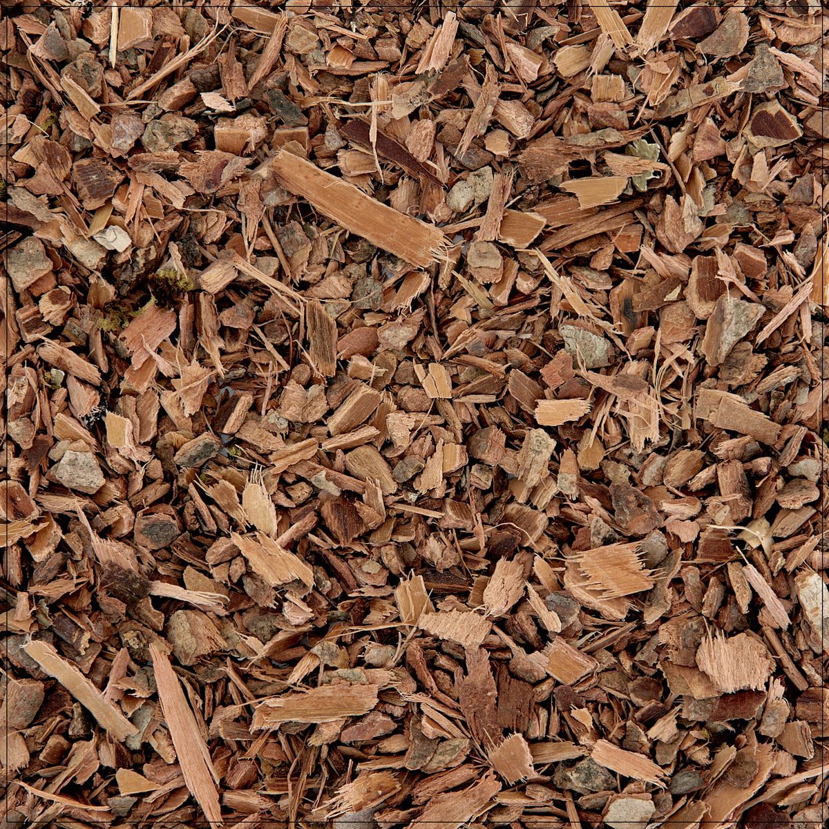 Dried witch hazel bark used for natural skin care, astringent, and herbal wellness remedies.