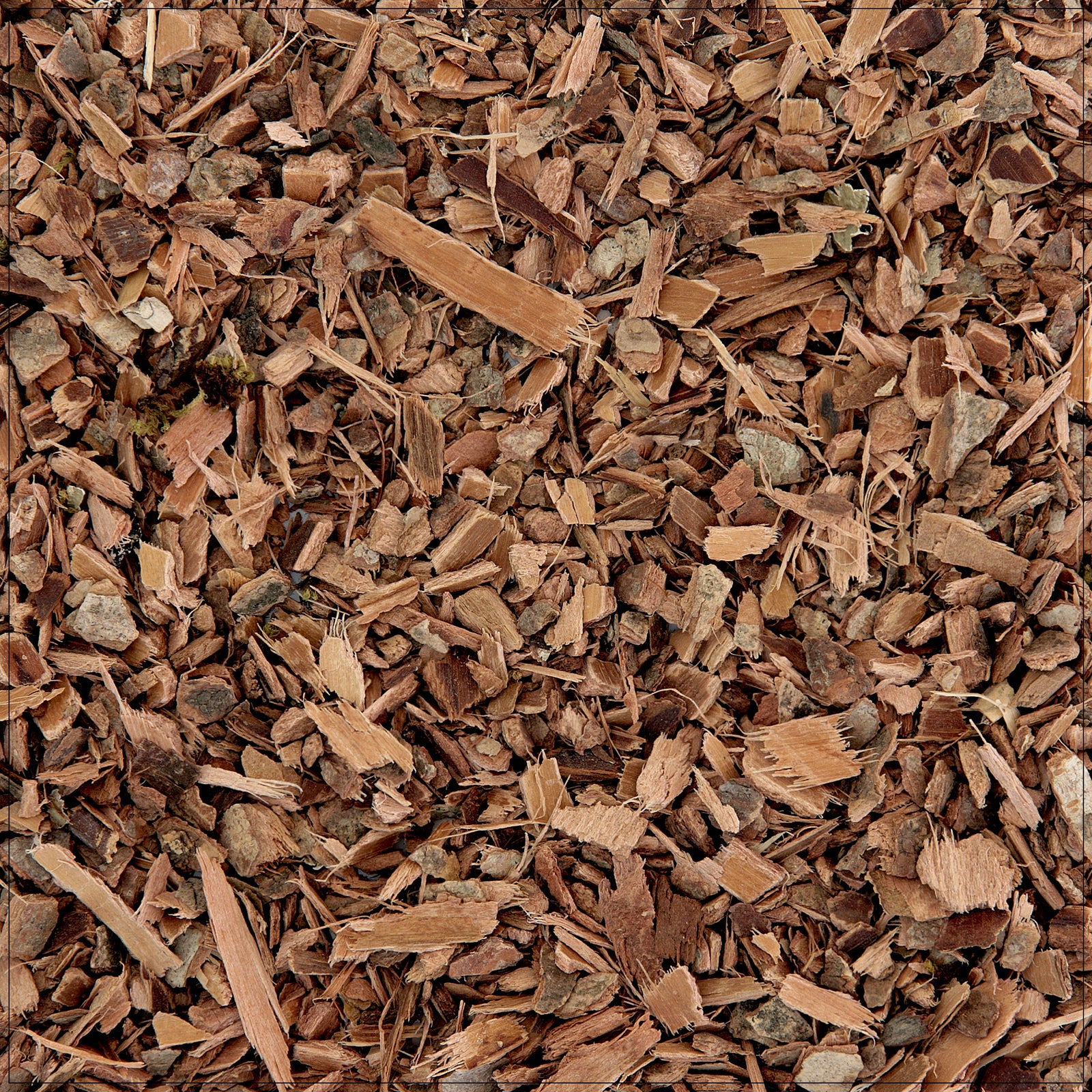 Dried witch hazel bark used for natural skin care, astringent, and herbal wellness remedies.