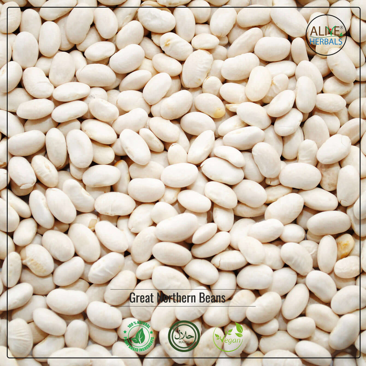 Great Northern Beans - Shop at Natural Food Store | Alive Herbals.