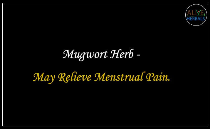 Mugwort Herb - Buy from the natural health food store