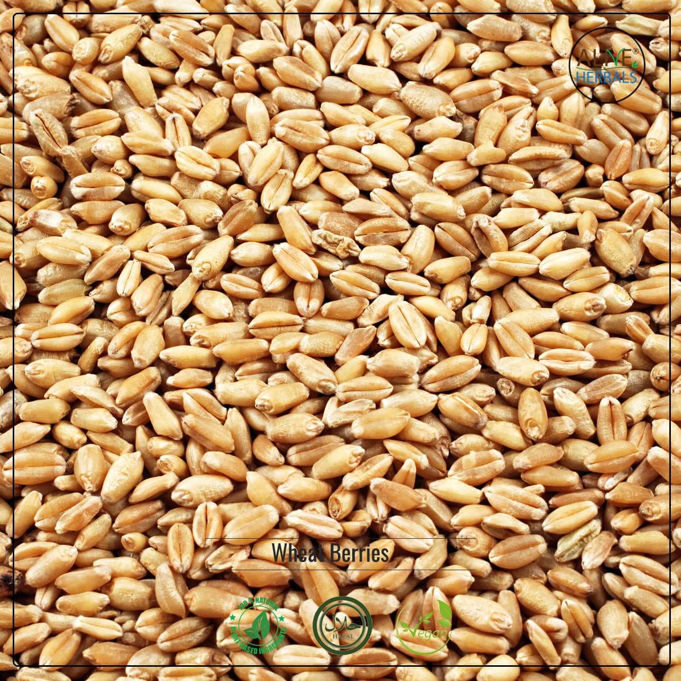  Wheat Berries - Shop at Natural Food Store | Alive Herbals.